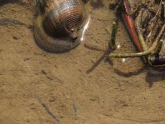 Wuhanlinigobius polylepis