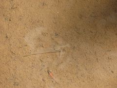 Wuhanlinigobius polylepis