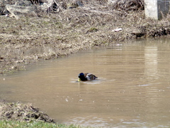 Anas platyrhynchos