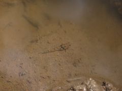 Wuhanlinigobius polylepis