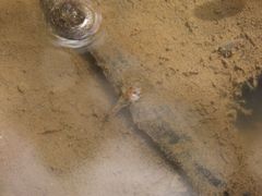 Wuhanlinigobius polylepis