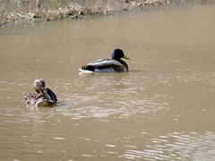 Anas platyrhynchos