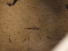Wuhanlinigobius polylepis