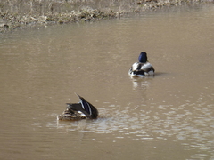 Anas platyrhynchos