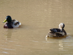 Anas platyrhynchos