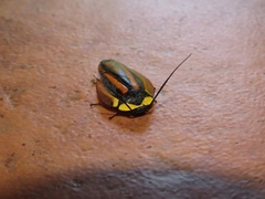 Paratropes biolleyi