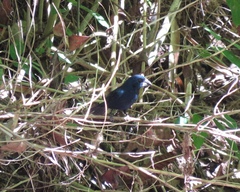 Cyanoloxia cyanoides