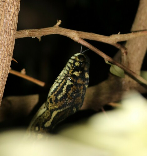 Carpet Python sighting