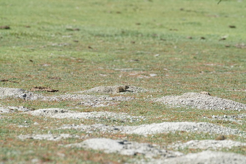 Black-lipped Pika