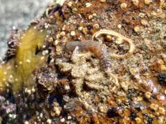 Neohymenicus pubescens