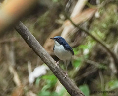 Larvivora cyane