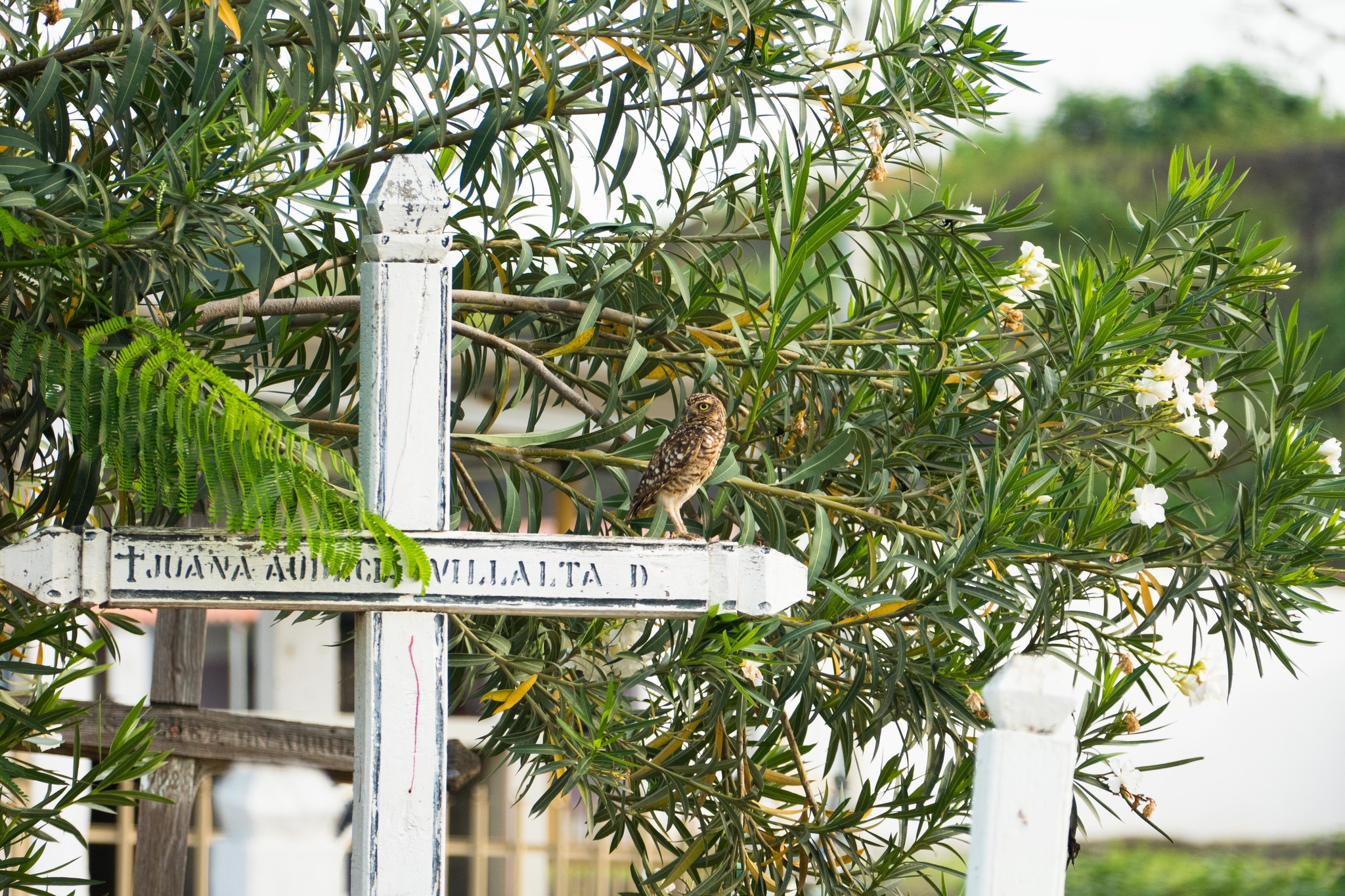 Athene cunicularia image