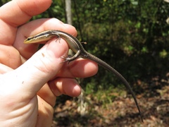 Marisora unimarginata