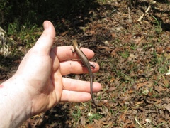 Marisora unimarginata