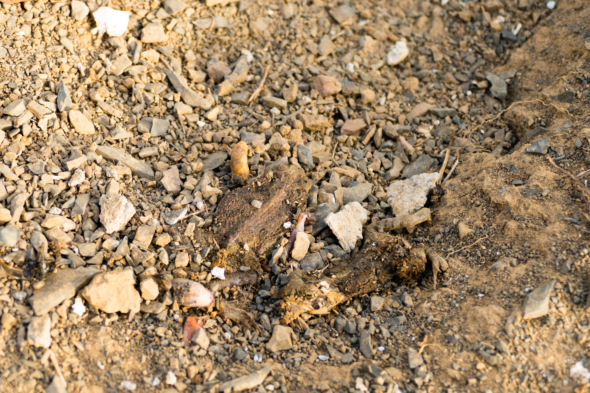 Athene cunicularia image