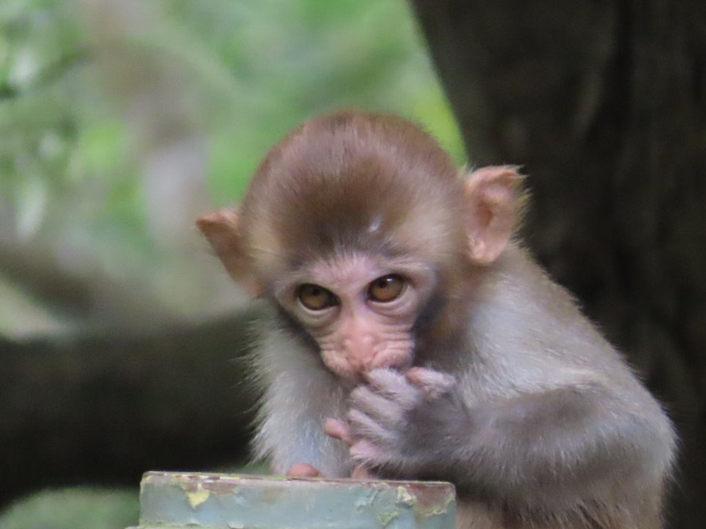 Rhesus Macaque from Shing Mun Reservoir, Lo Wai, Tsuen Wan, New ...