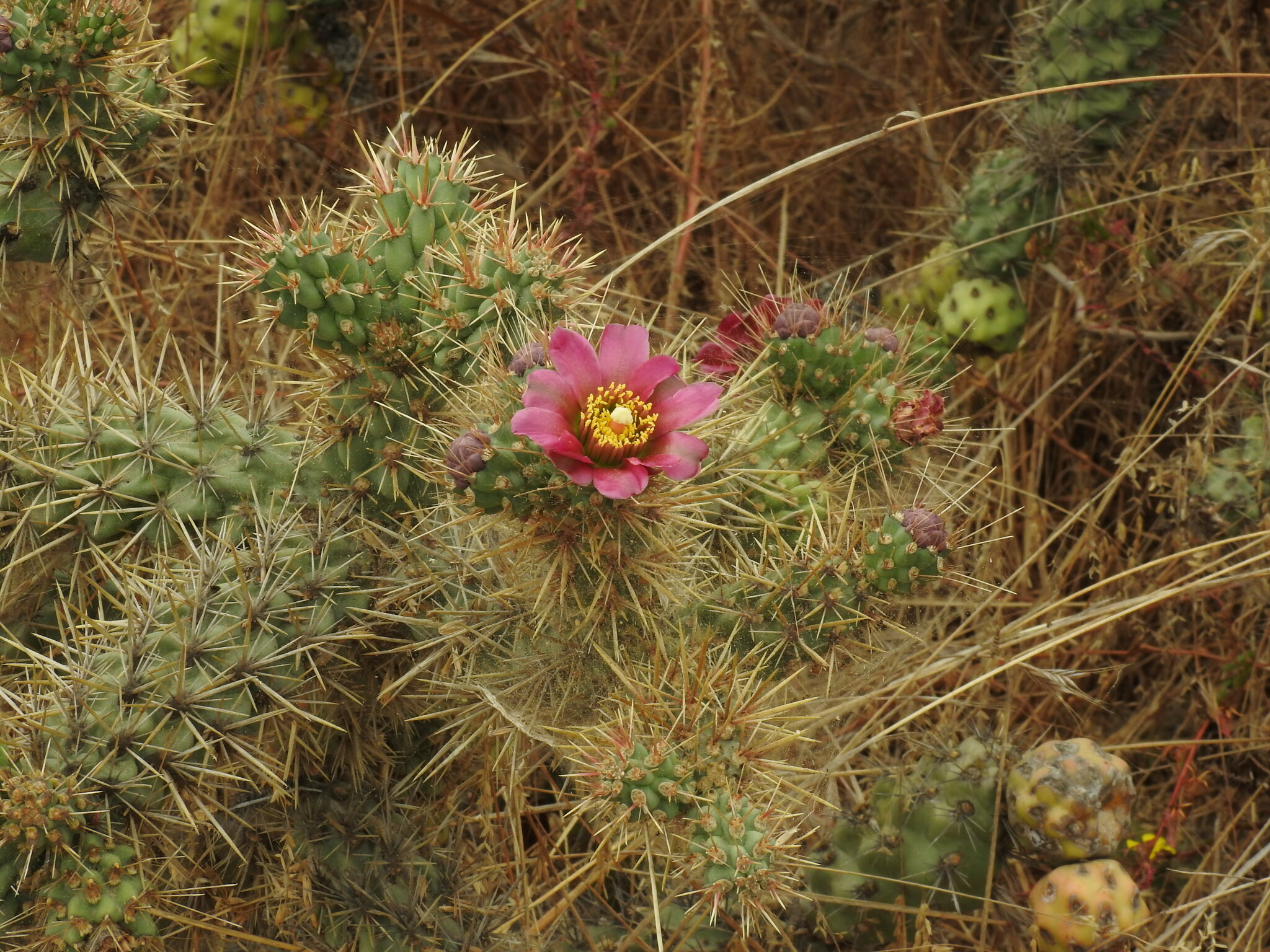 Cylindropuntia prolifera