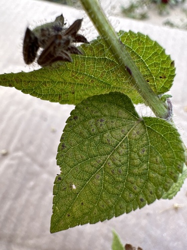 Salvia circinnata, photograph 3