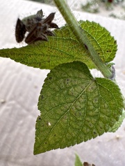 Salvia circinnata, photograph Carlos Martorell, CC BY, iNaturalist via GBIF