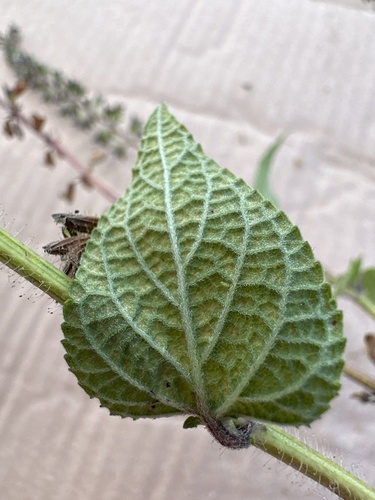 Salvia circinnata, photograph 4