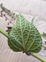 Salvia circinnata, photograph Carlos Martorell, CC BY, iNaturalist via GBIF
