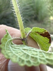 Salvia circinnata, photograph Carlos Martorell, CC BY, iNaturalist via GBIF