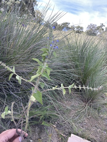 Salvia circinnata, photograph 6