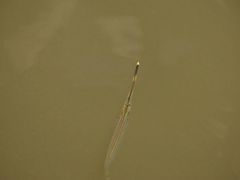 Zenarchopterus buffonis