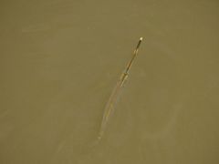 Zenarchopterus buffonis