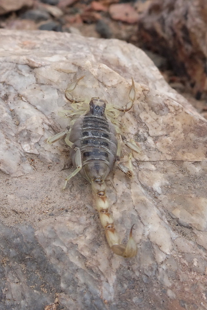 Brachistosternus chimba