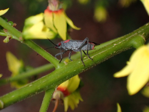 iNaturalist observation photo of Red-shouldered Bug