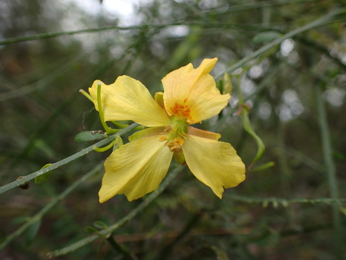 iNaturalist observation photo of Mexican palo verde