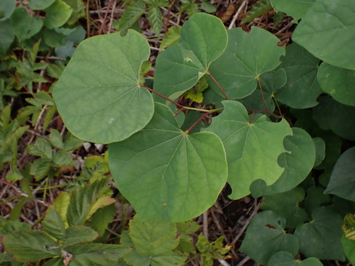 iNaturalist observation photo of redbuds