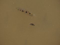 Scatophagidae