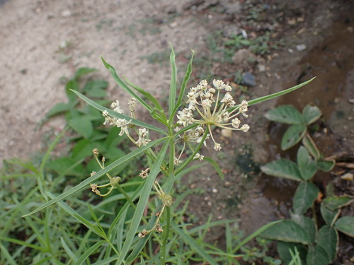 iNaturalist observation photo of narrowleaf milkweed
