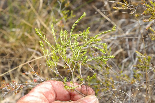 Thryptomene parviflora observed 2023-09-06