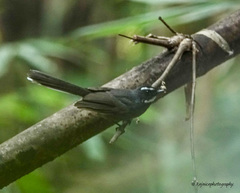 Rhipidura albicollis