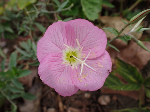 iNaturalist observation photo of Pinkladies