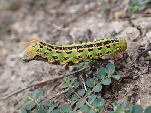 iNaturalist observation photo of White-lined Sphinx