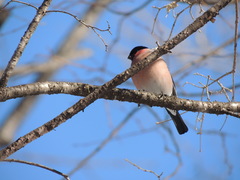 Pyrrhula pyrrhula griseiventris