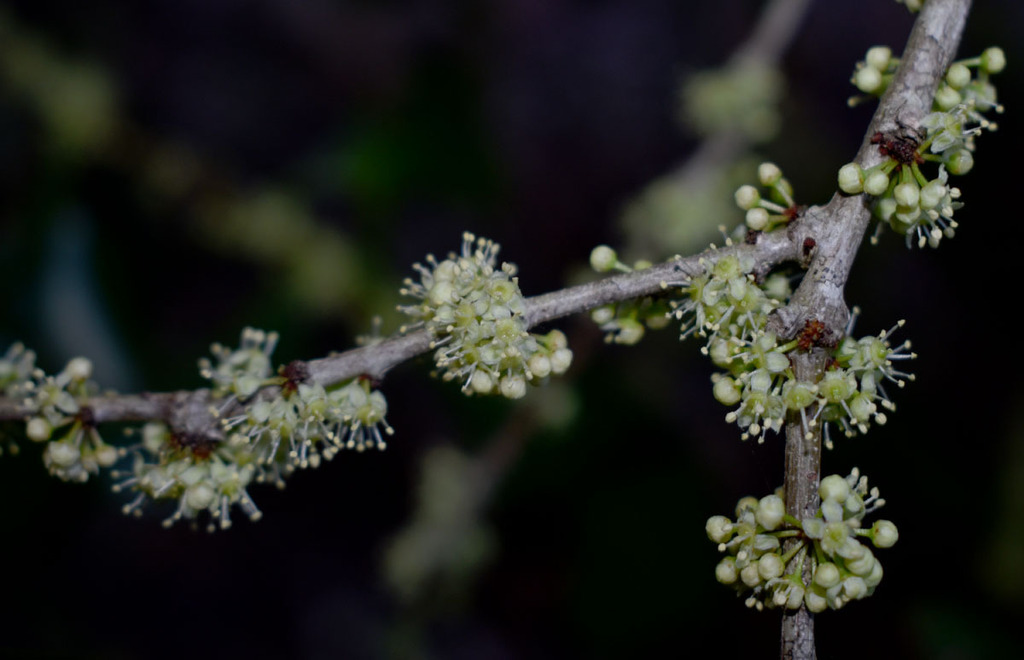 Denhamia fasciculiflora