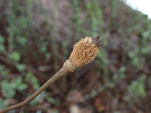 Romneya coulteri