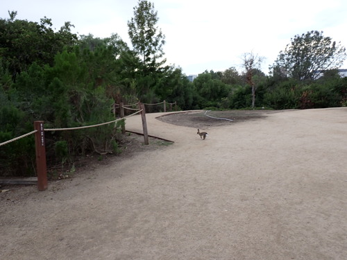 iNaturalist observation photo of Desert Cottontail