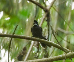 Rhipidura albicollis