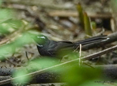 Rhipidura albicollis