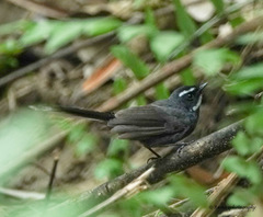 Rhipidura albicollis