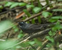 Rhipidura albicollis