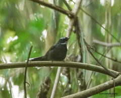 Rhipidura albicollis