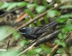 Rhipidura albicollis