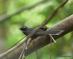 Rhipidura albicollis